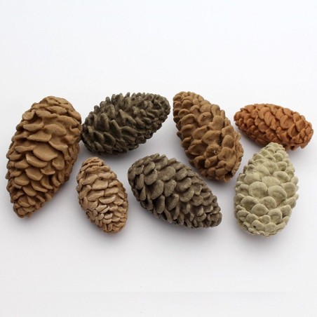 Nicholas Lodge Pine Cones Sugarcraft Mould