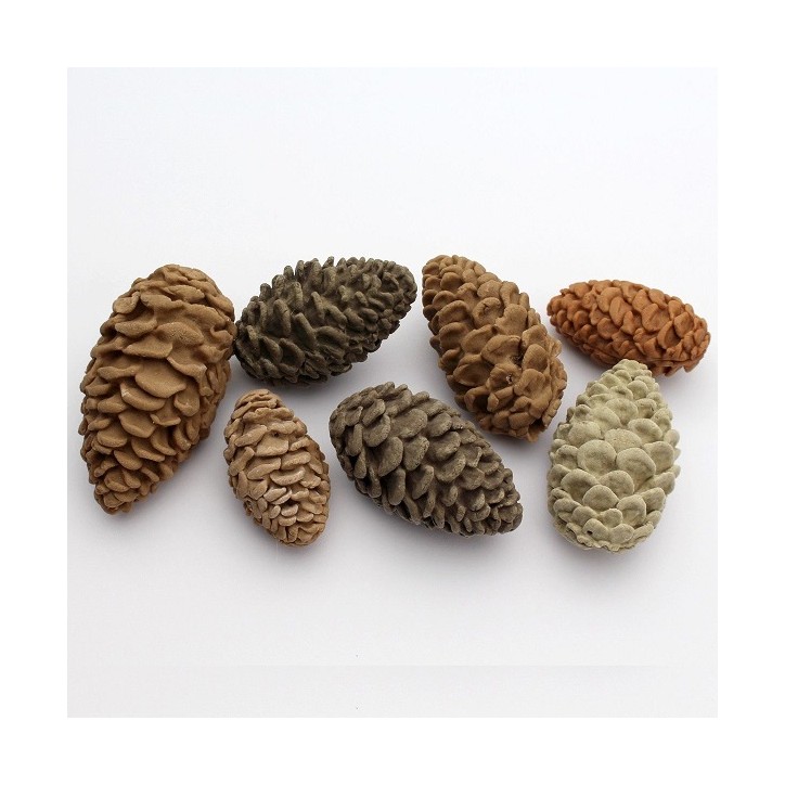 Nicholas Lodge Pine Cones Sugarcraft Mould