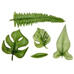 Karen Davies Tropical Leaves Sugarcraft Mould