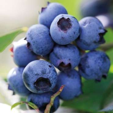 Baking Flabour Blueberry - Flabour Paste Blueberry