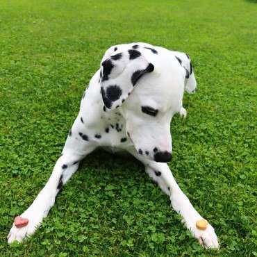 Baking for Dogs Silicone Mat for Dog Treats Hearts - Dog Biscuit Baking Mat Collory