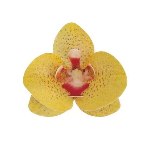 deKora 8.5cm Edible Wafer Paper Orchid Yellow, 10 pcs