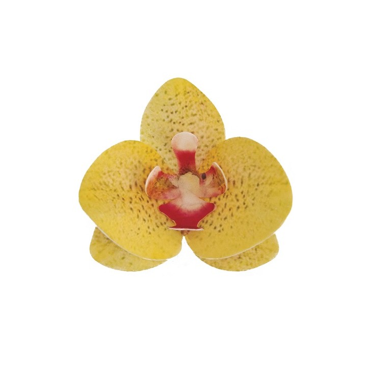 Edible Wafer Paper Orchids - Yellow Orchid Cake Decoration - Glutenfree Orchid Wafer Decorations