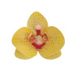 deKora 8.5cm Esspapier Orchideen Gelb, 10 Stück